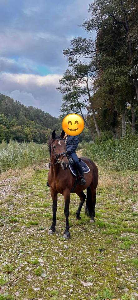  Apple Dream - Jument de balade trotteuse