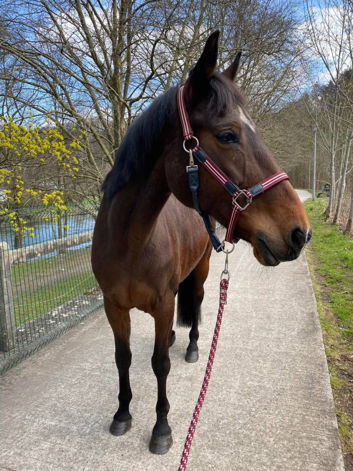  Apple Dream - Jument de balade trotteuse