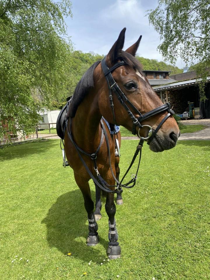  Apple Dream - Jument de balade trotteuse