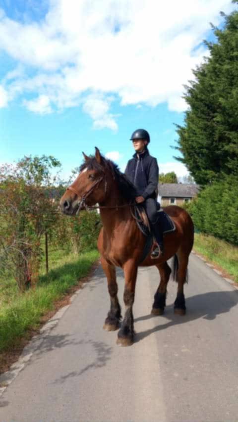 Jument ardennaise à vendre 