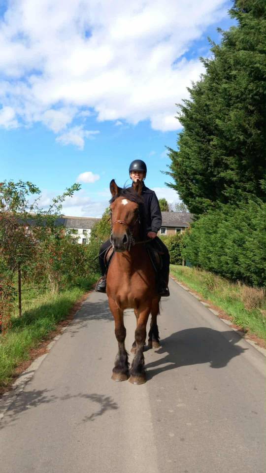 Jument ardennaise à vendre 