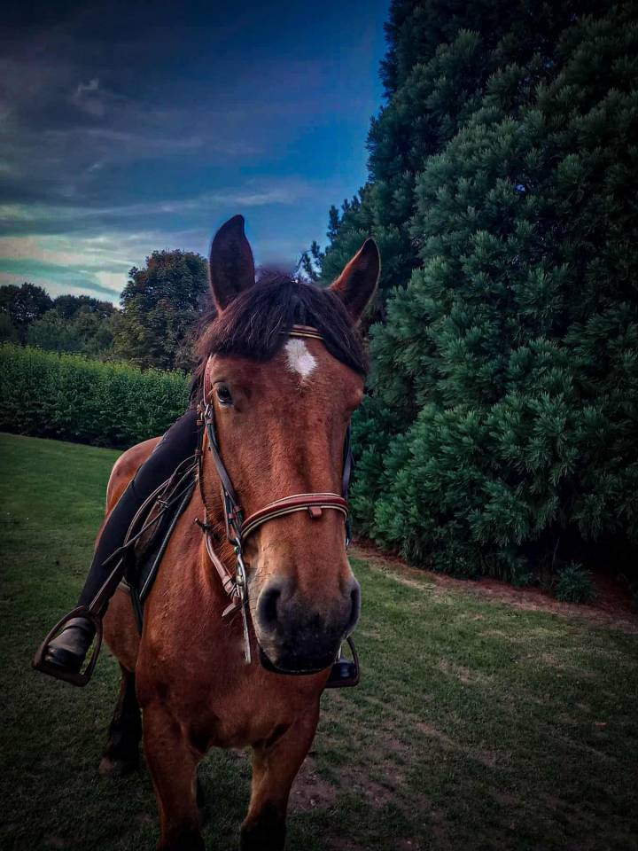 Jument ardennaise à vendre 