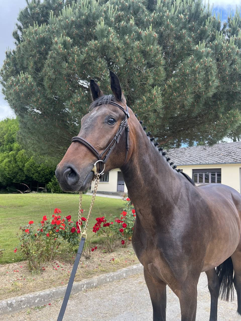 Prometteur hongre de 4 ans par Conthargos x Diamant 