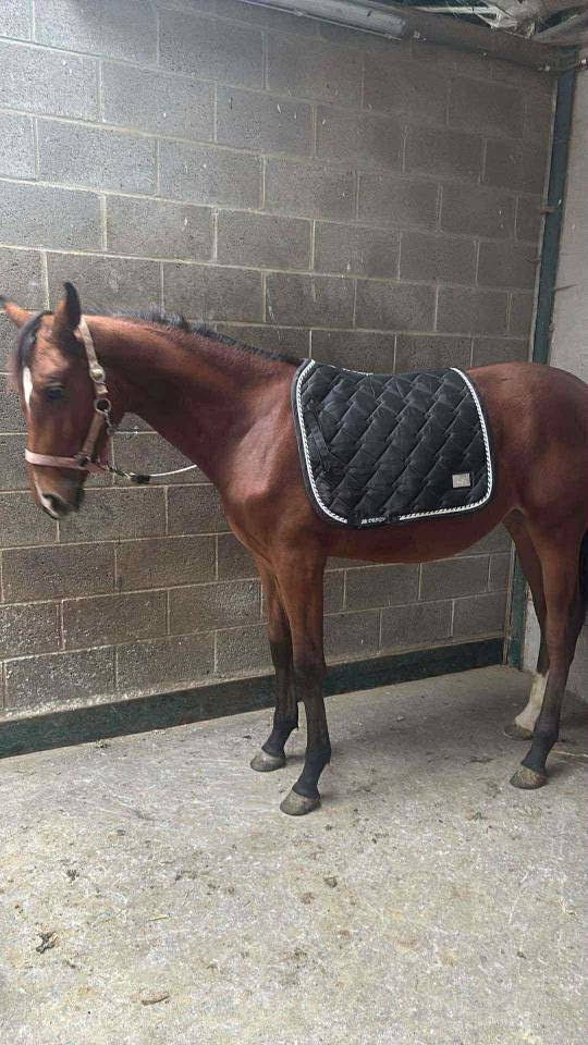 Pouliche AES de 17 mois ( Chacco blue)