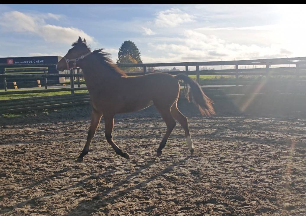 Pouliche AES de 17 mois ( Chacco blue)