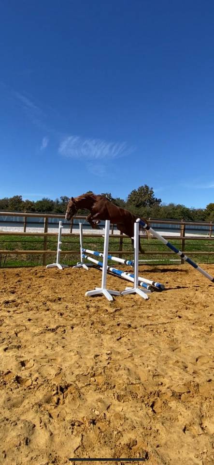 Hongre 3 ans, SF Alezan