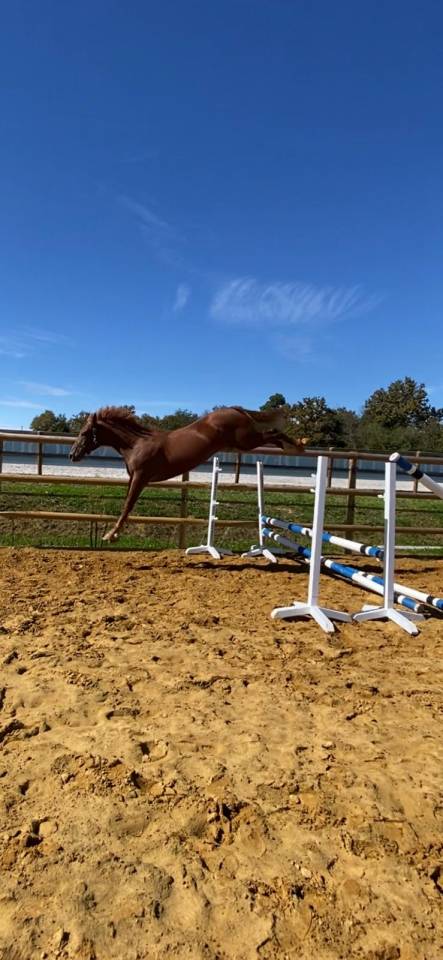 Hongre 3 ans, SF Alezan