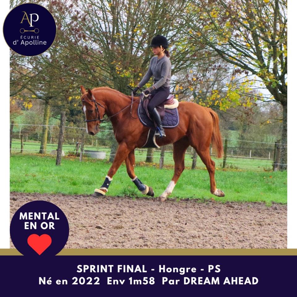 Jeune cheval top mental très facile