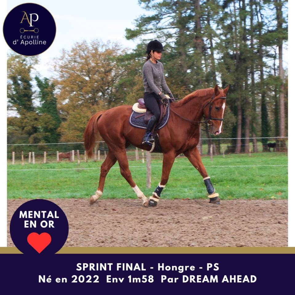 Jeune cheval top mental très facile