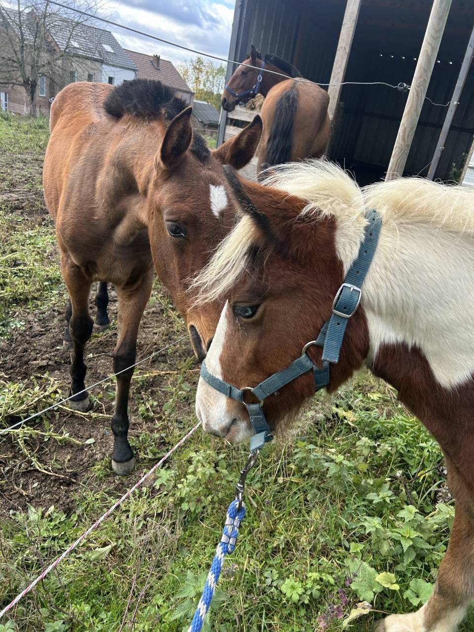 Poney pie avec œil bleu 