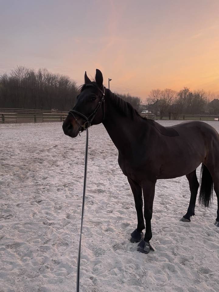 Pension Travail – Débourrage, Valorisation & Coaching 