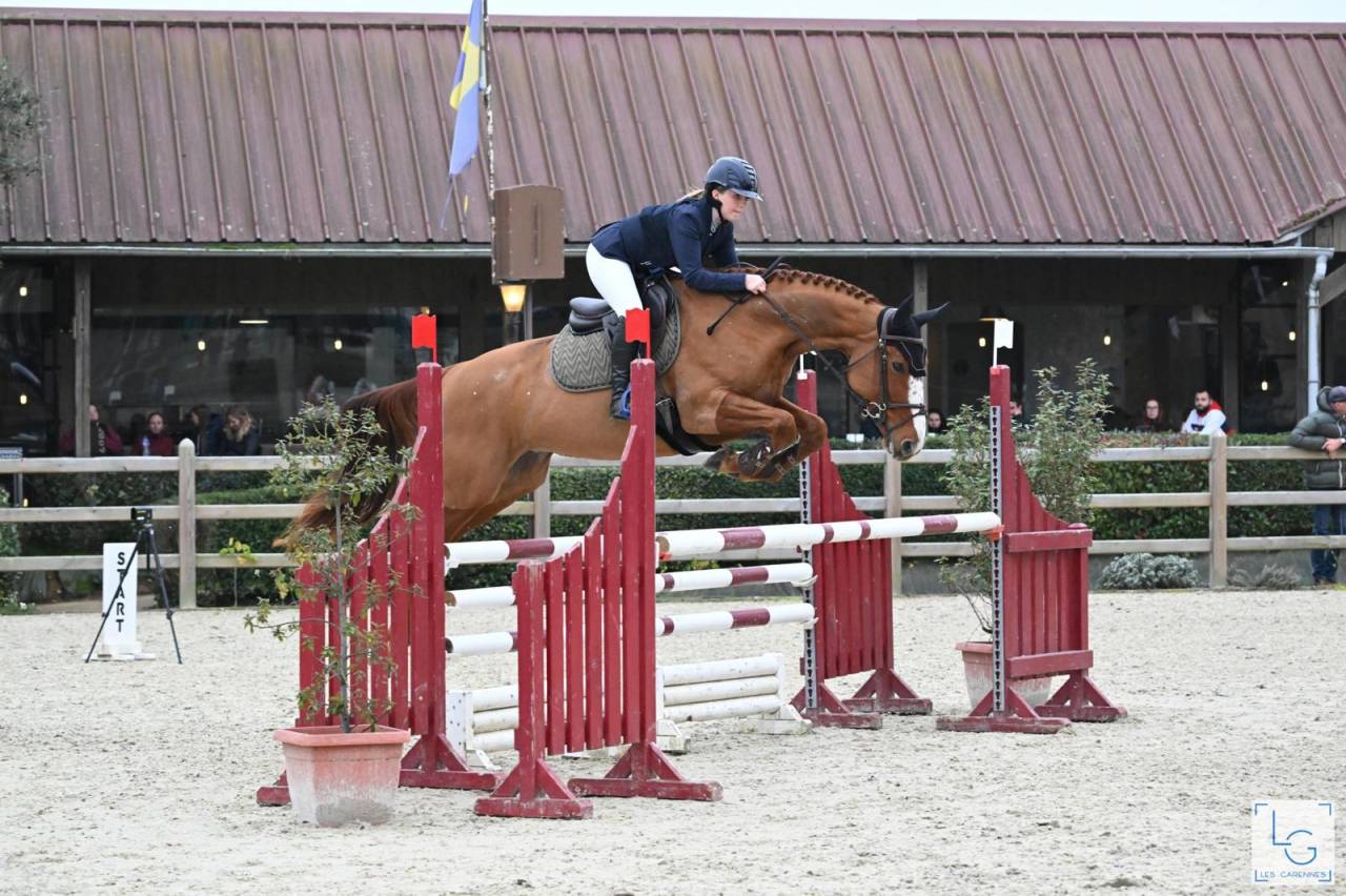 JUMENT 14 ANS SELLE FRANCAIS