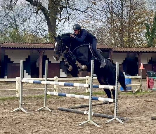 Superbe jument bwp de 7 ans +-1m70