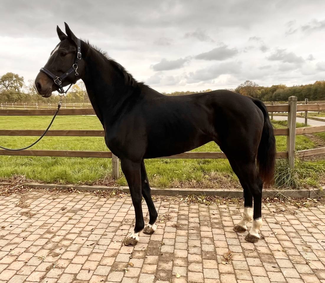 Superbe jument bwp de 7 ans +-1m70