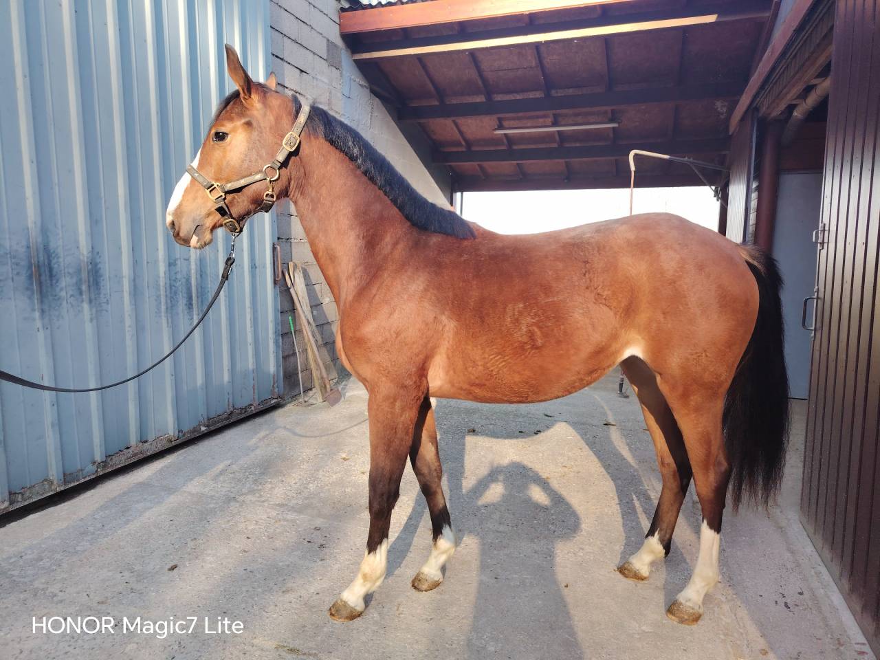 Tr&egrave;s jolie pouliche SF 
