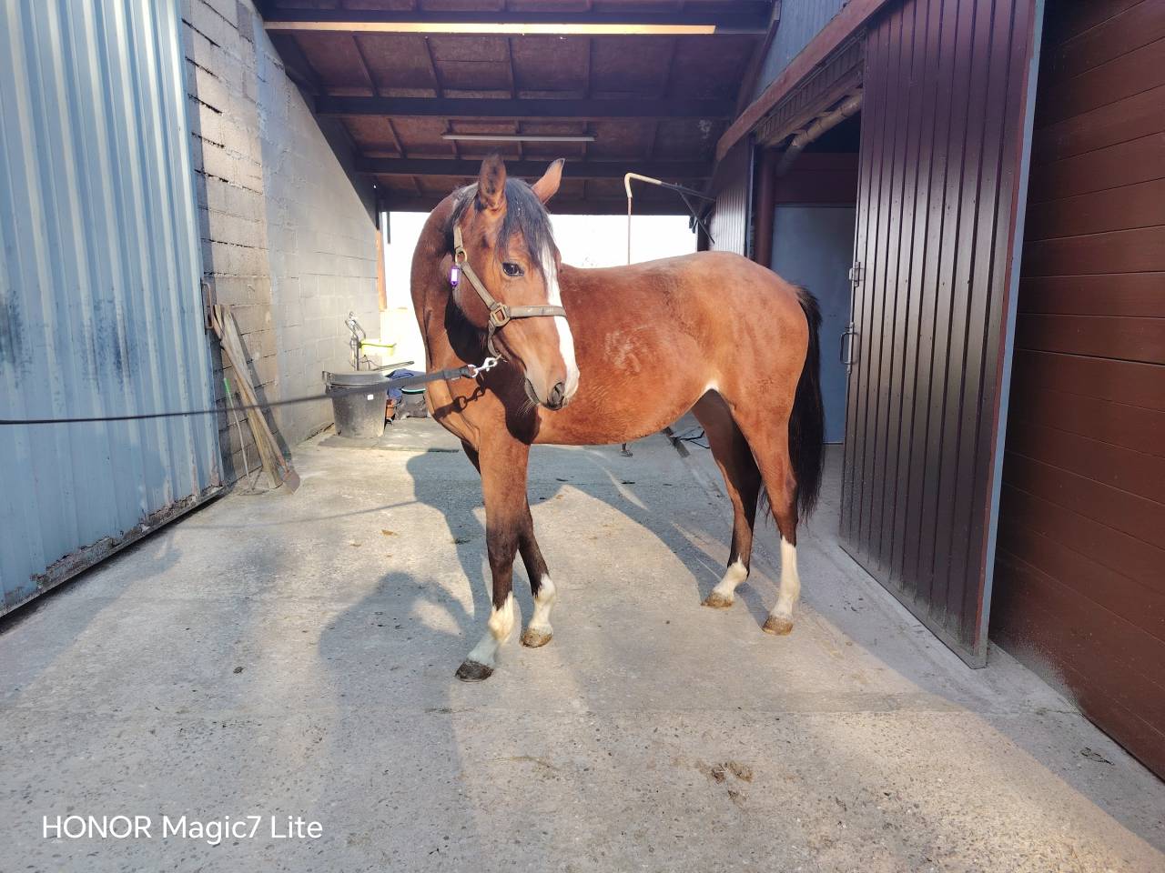 Tr&egrave;s jolie pouliche SF 