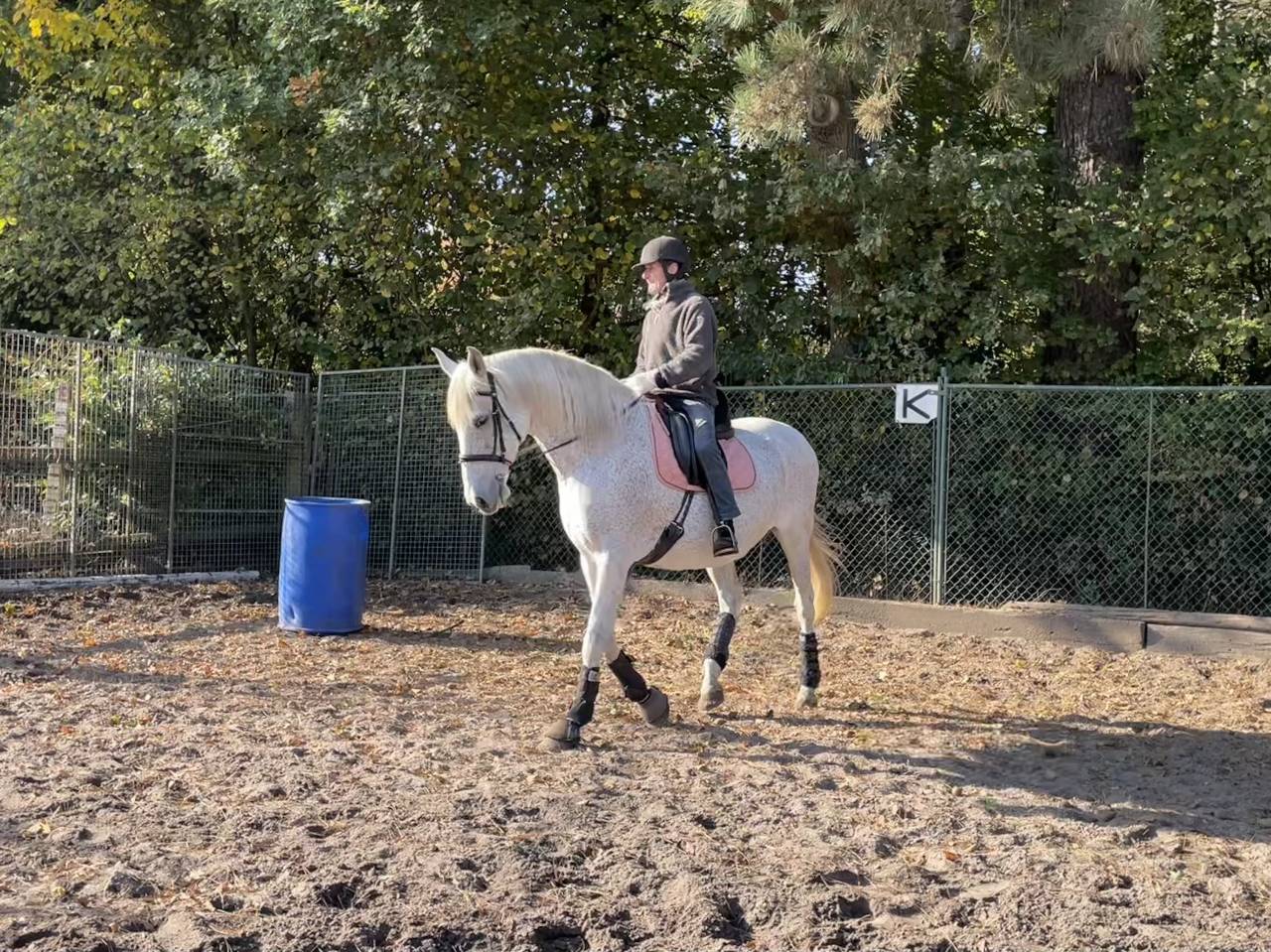 une jument lusitanienne de 14 ans