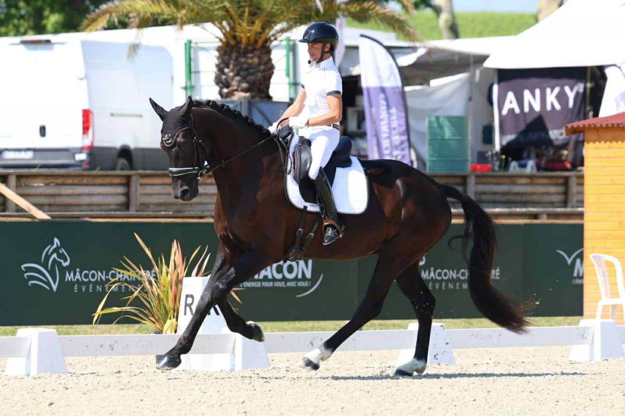 Hongre 4 ans - 82% en compétition CC4ans
