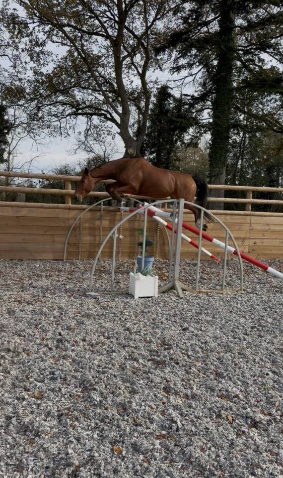 Hongre pour amateur élite 9 ans