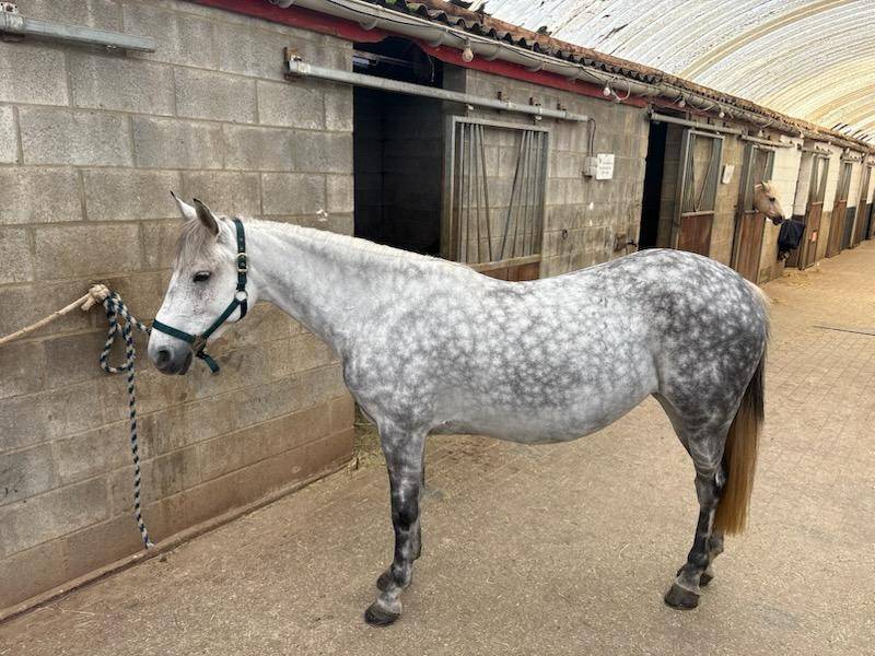 Unique - petite ponette ONC