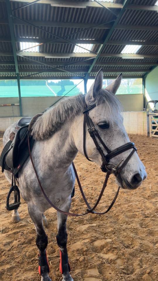 Unique - petite ponette ONC