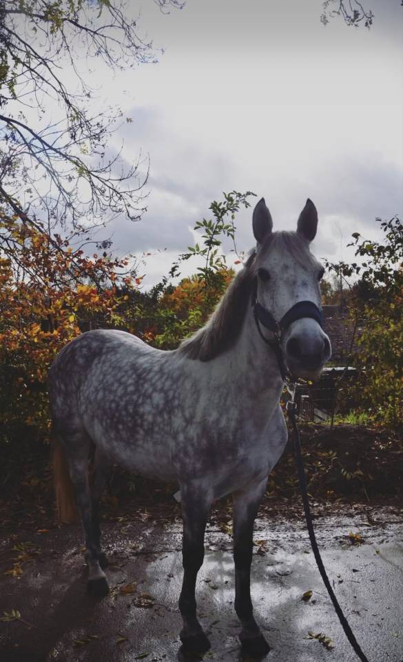 Unique - petite ponette ONC