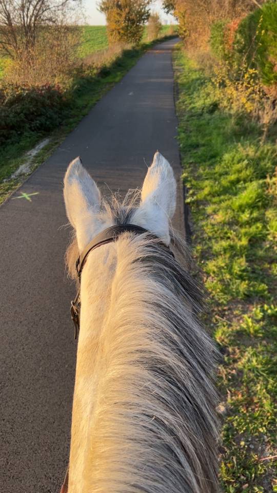 Unique - petite ponette ONC