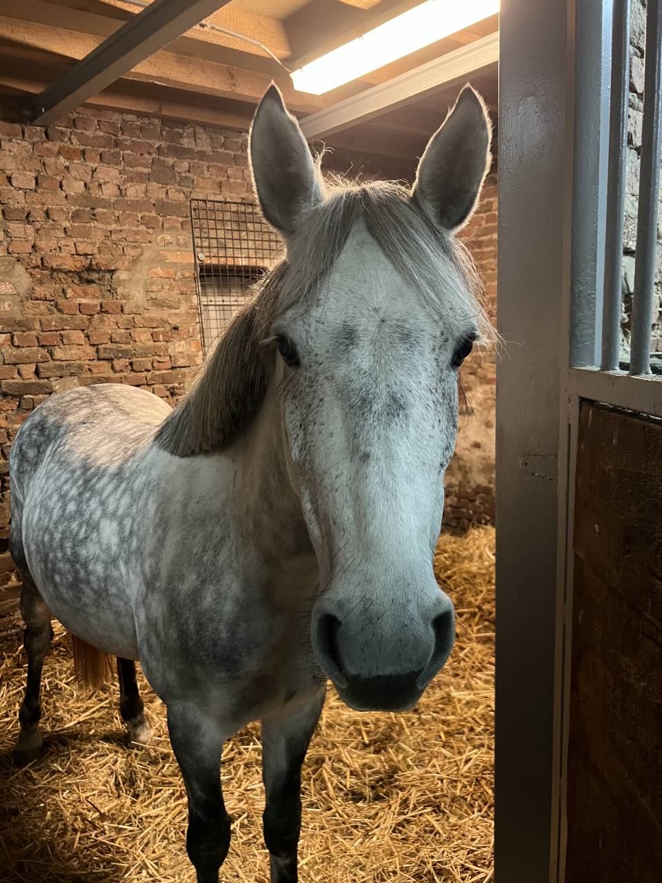 Unique - petite ponette ONC