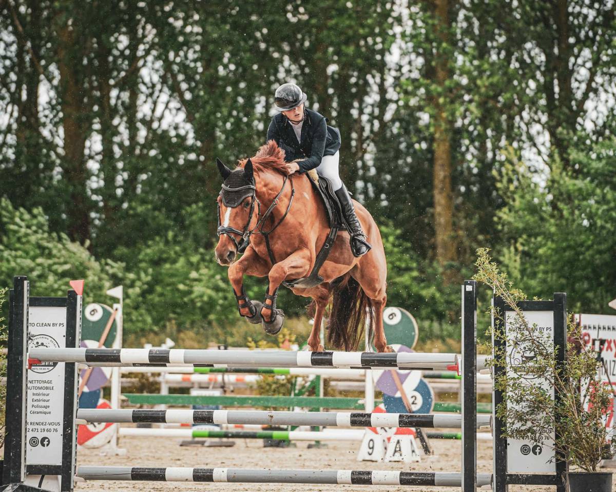 Hongre de 6ans par im spécial de muze x Ulak du chateau