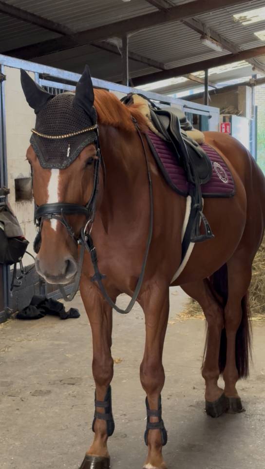 Hongre de 6ans par im spécial de muze x Ulak du chateau