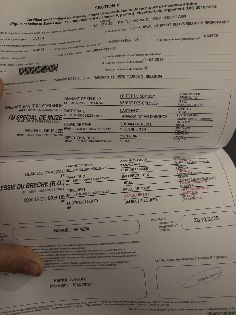 Hongre de 6ans par im spécial de muze x Ulak du chateau