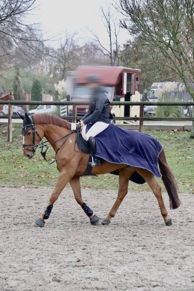 Hongre de 6ans par im spécial de muze x Ulak du chateau