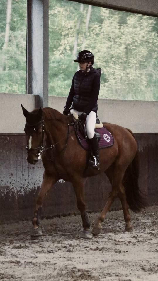 Hongre de 6ans par im spécial de muze x Ulak du chateau