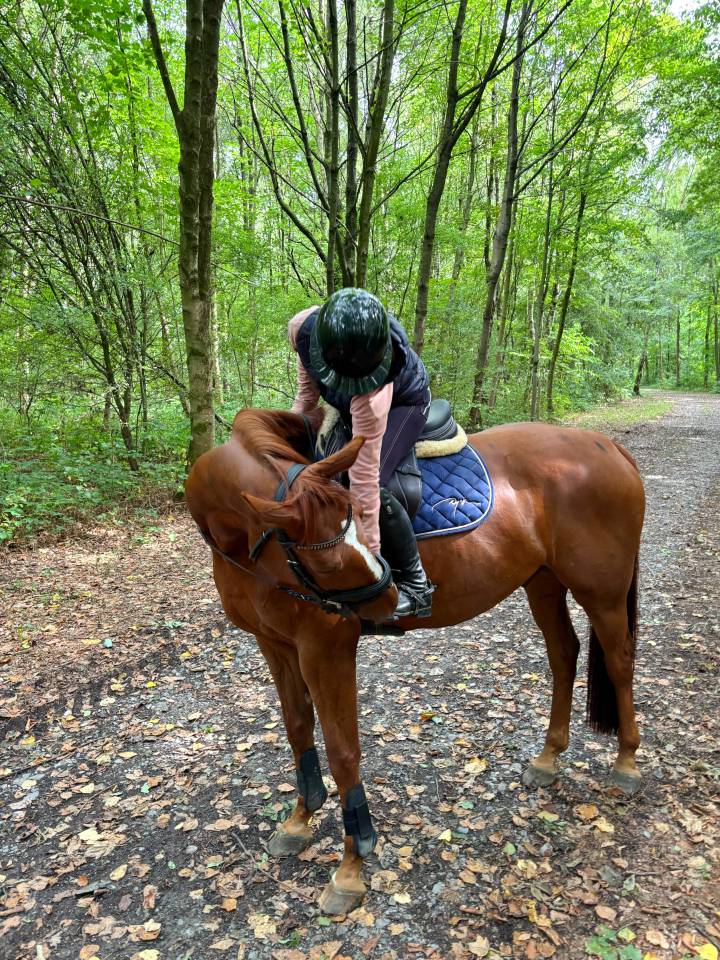 Hongre de 6ans par im spécial de muze x Ulak du chateau