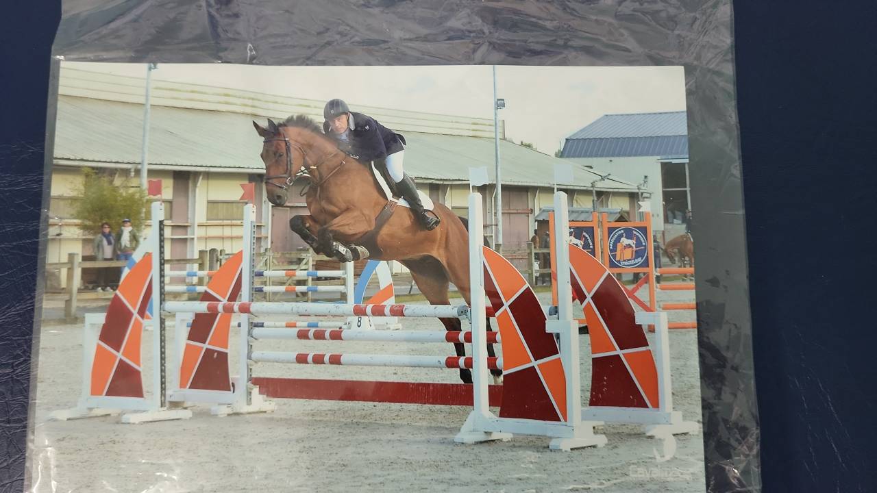 Vends Hongre de 15 ans.