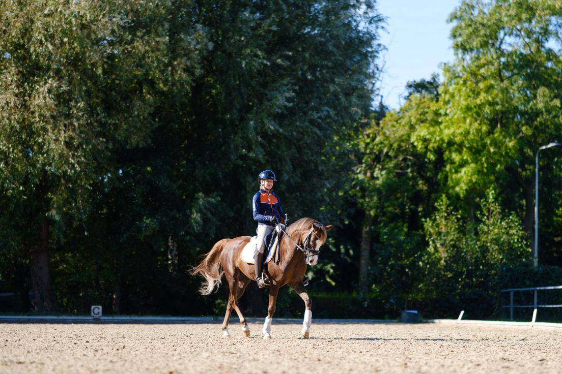 Hongre Welsh Poney (Section D), Welsh Cob  A vendre 2015 Alezan brulé par King William