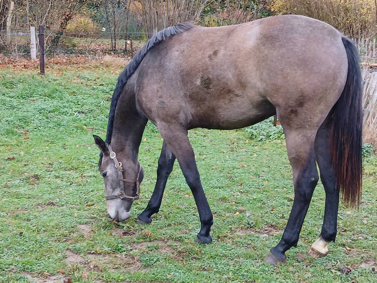 Pouliche robe grise de 18 mois Zangersheide