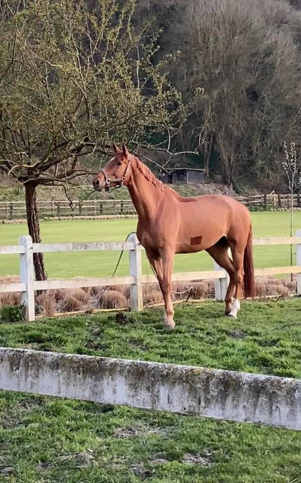 Pouliche robe grise de 18 mois Zangersheide