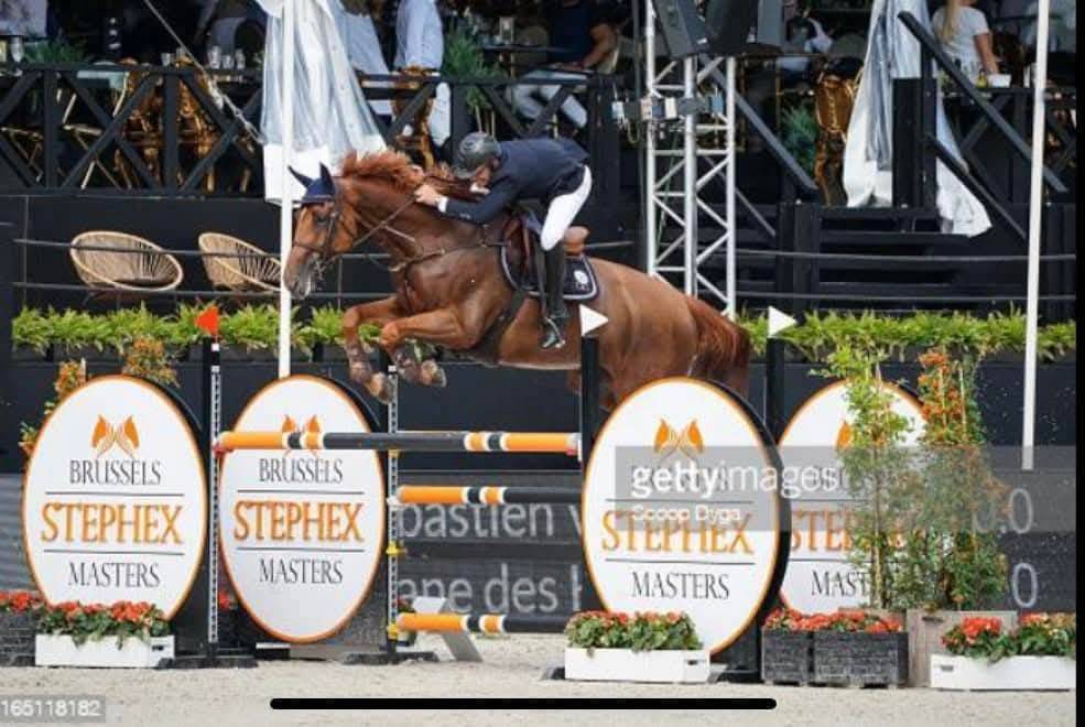 Pouliche robe grise de 18 mois Zangersheide