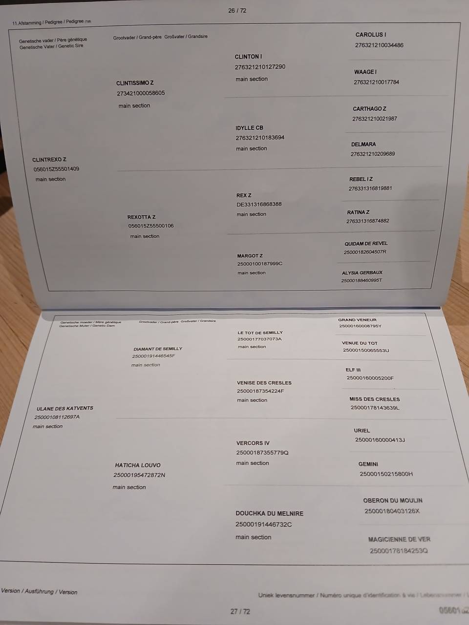 Pouliche grise 18mois Clintrexo Z x Diamant de Semilly