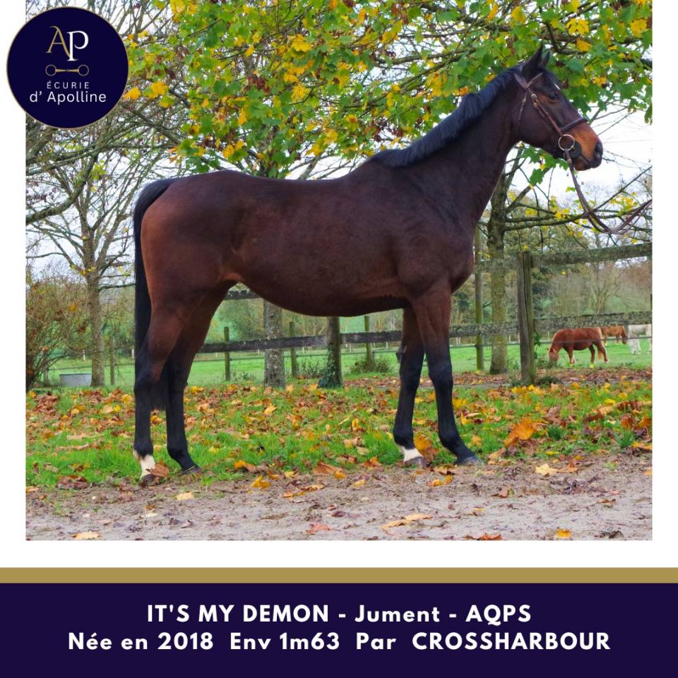 Jument AQPS pour bonne maison
