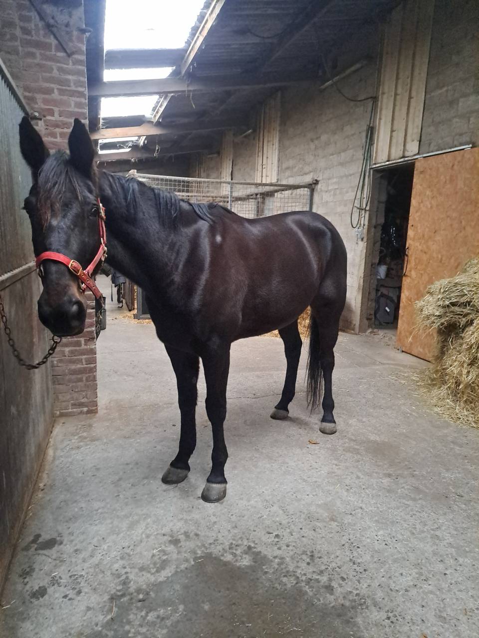 Magnifique hongre 8 ans noir1