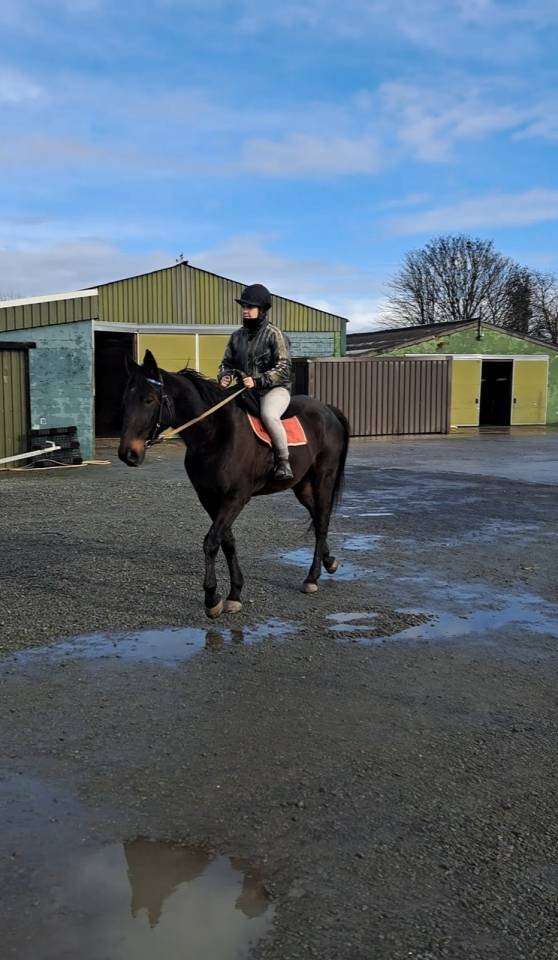 Magnifique hongre 8 ans noir super gentil