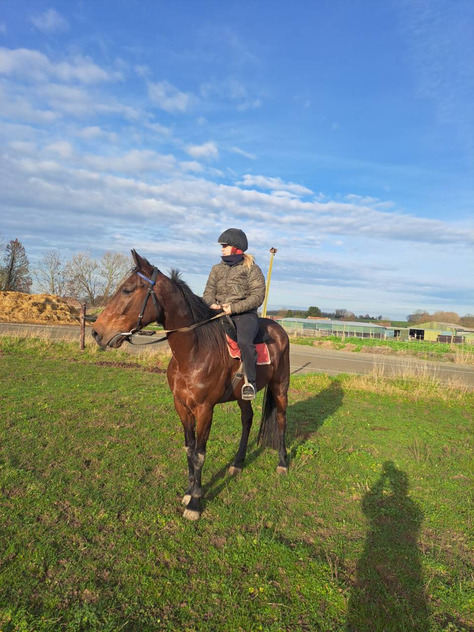 Magnifique hongre 7ans super gentil