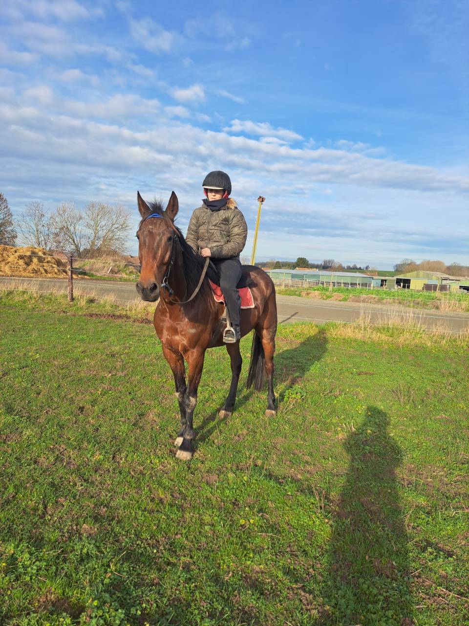 Magnifique hongre 7ans super gentil