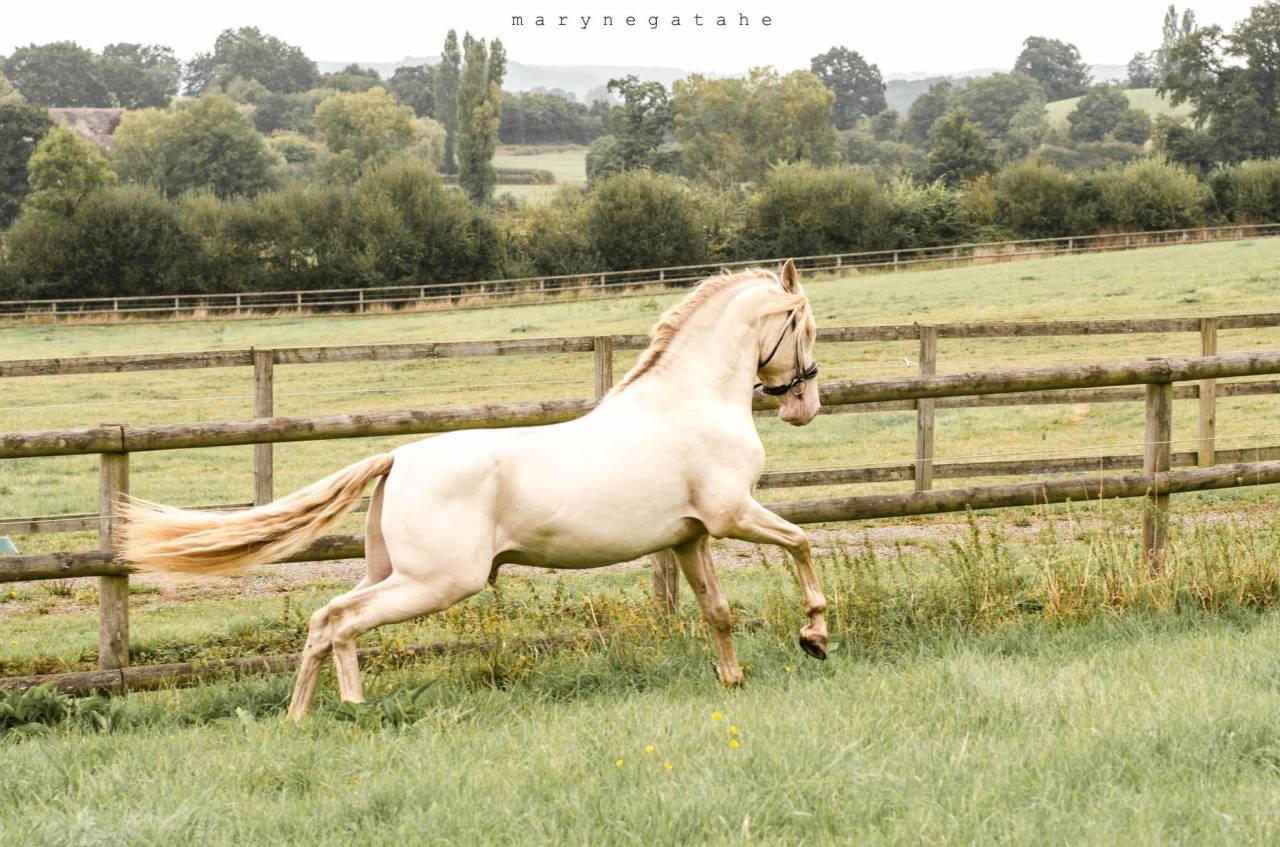 Lucero del sol étalon PRE apto