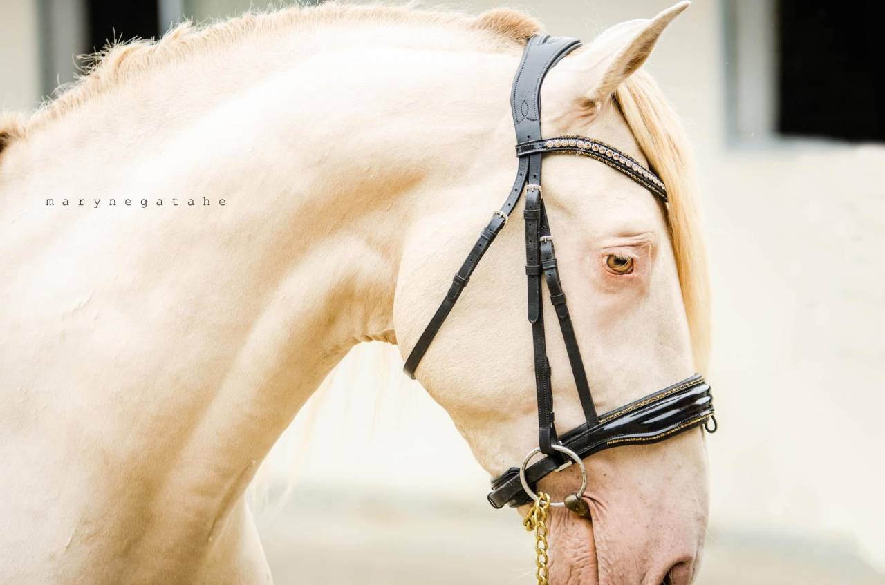 Lucero del sol étalon PRE apto