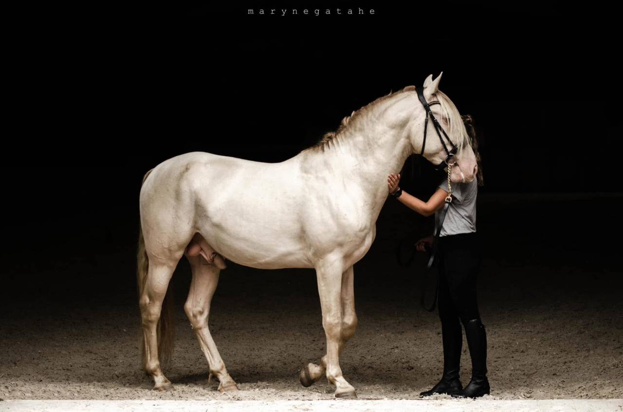 Lucero del sol étalon PRE apto