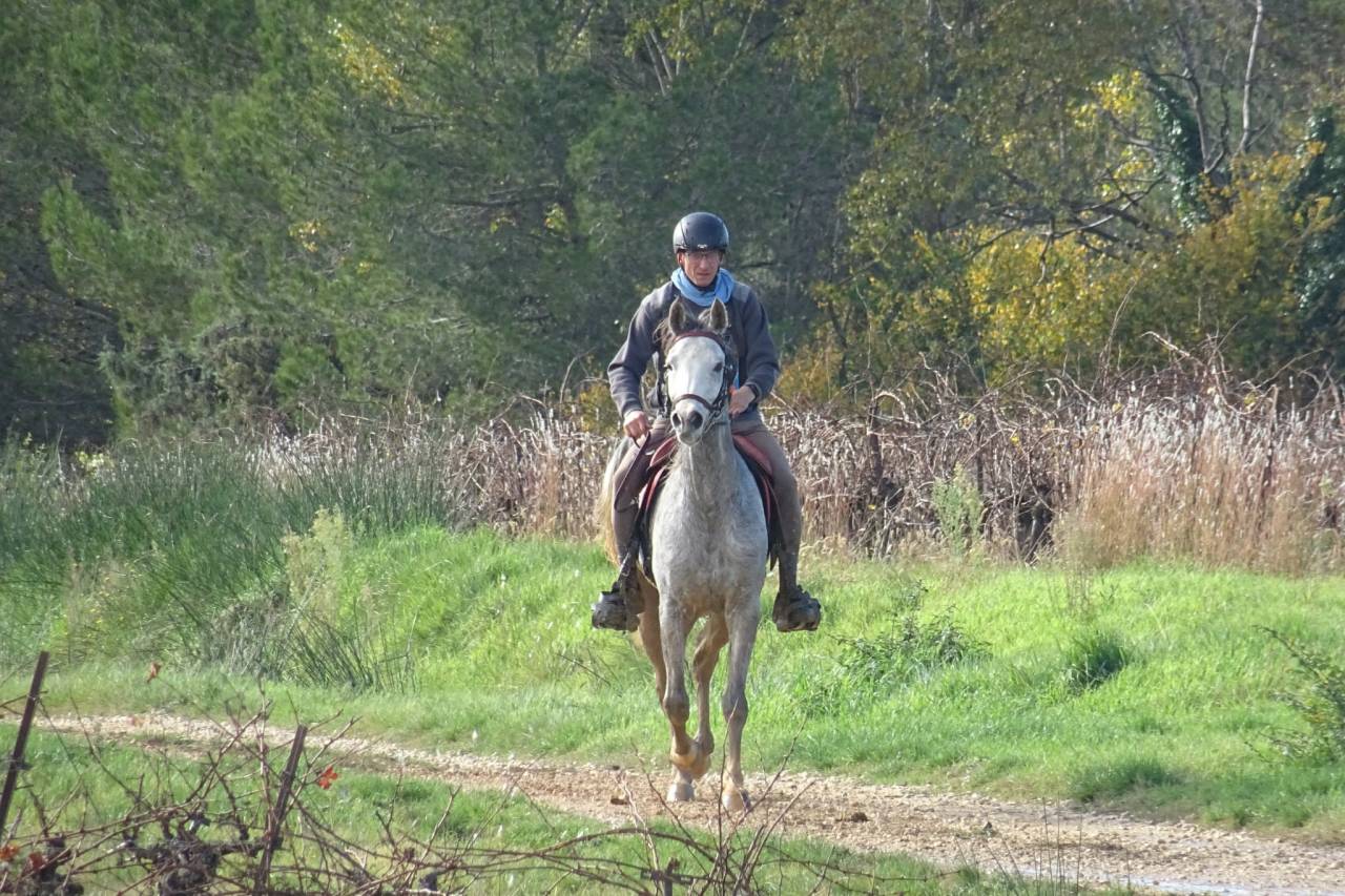 vente cheval endurance