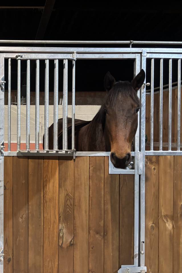 Super chouette hongre SBS